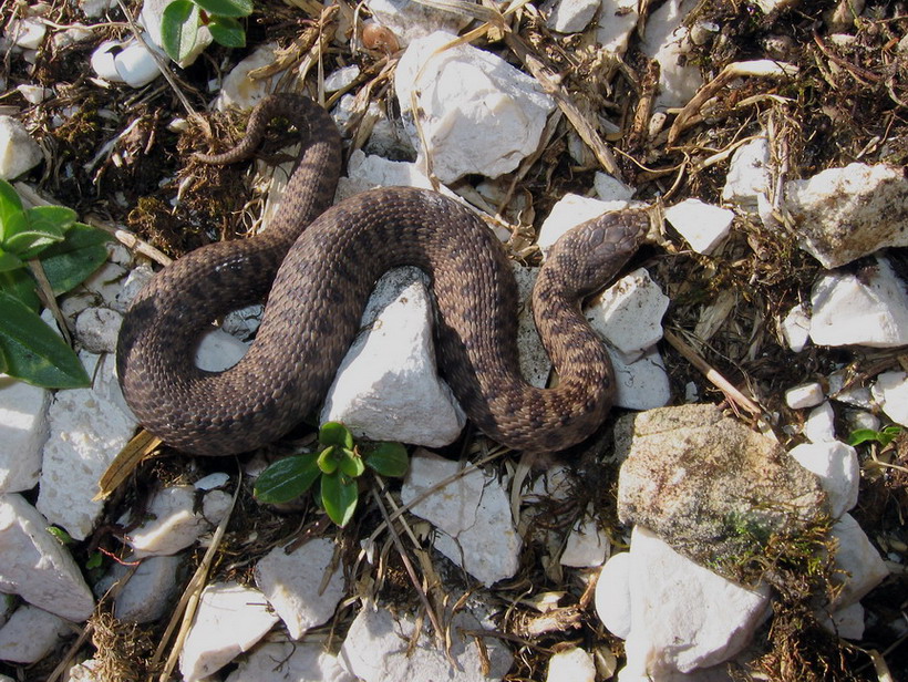 Marasso o altro ? Marasso (Vipera berus)